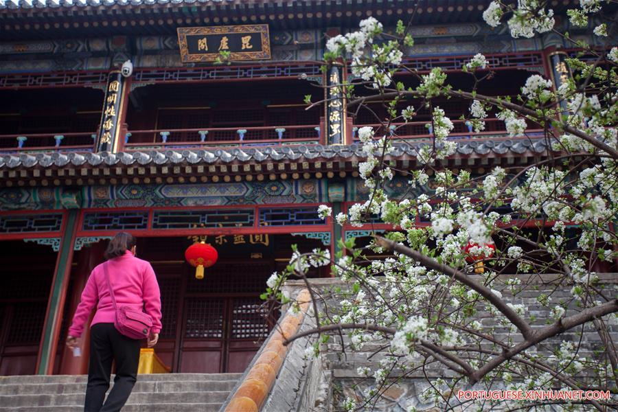 #CHINA-BEIJING-TEMPLE-FLOWERS (CN)
