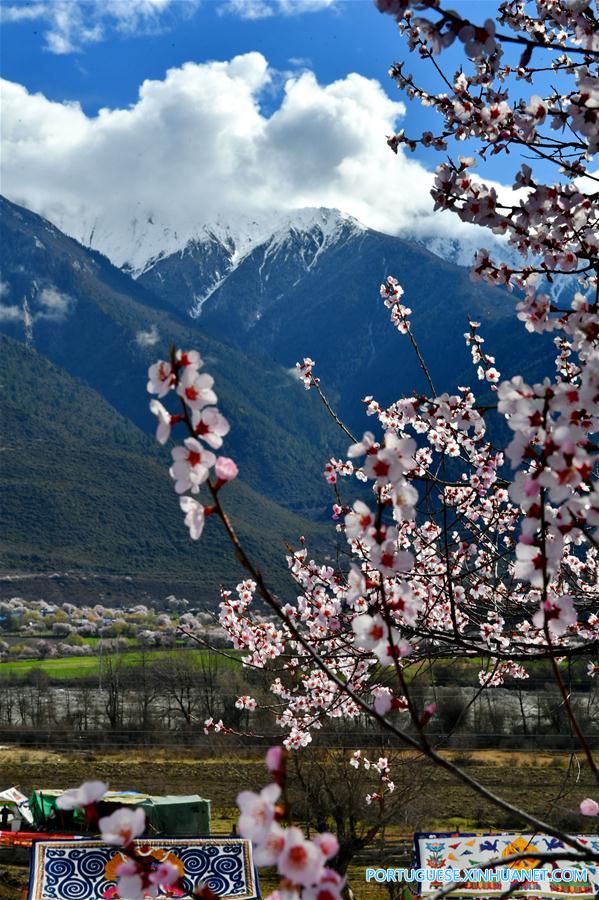 CHINA-TIBET-BOMI-PEACH BLOSSOM (CN)