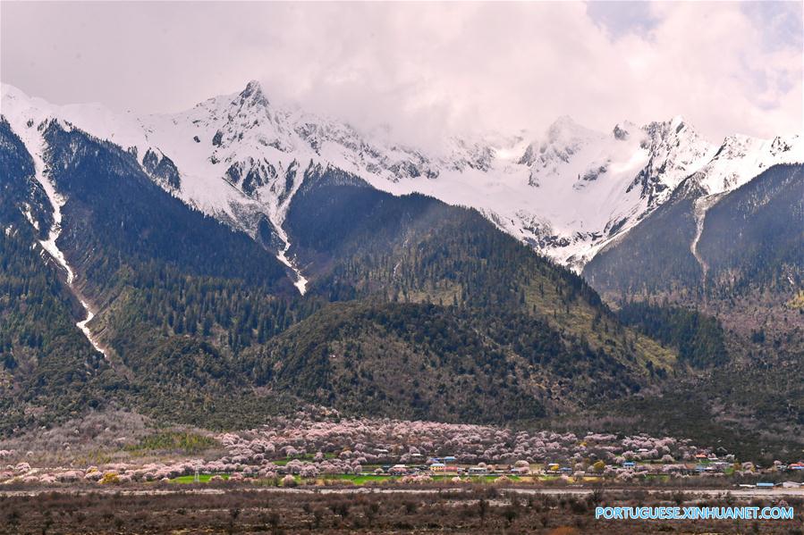 CHINA-TIBET-BOMI-PEACH BLOSSOM (CN)