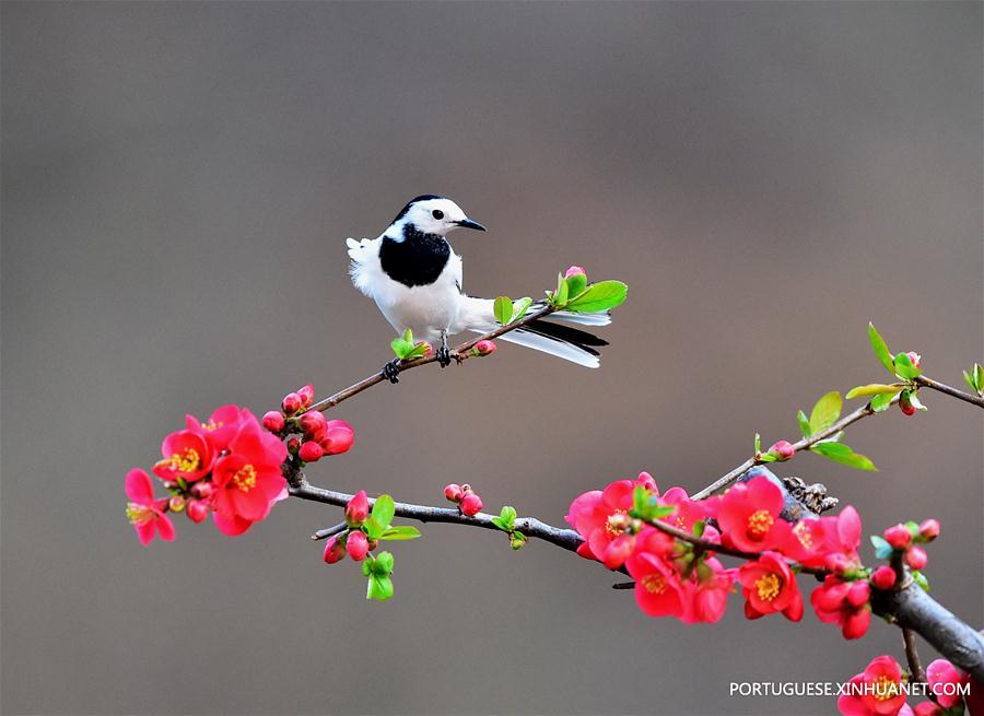 CHINA-SPRING-BIRDS (CN)