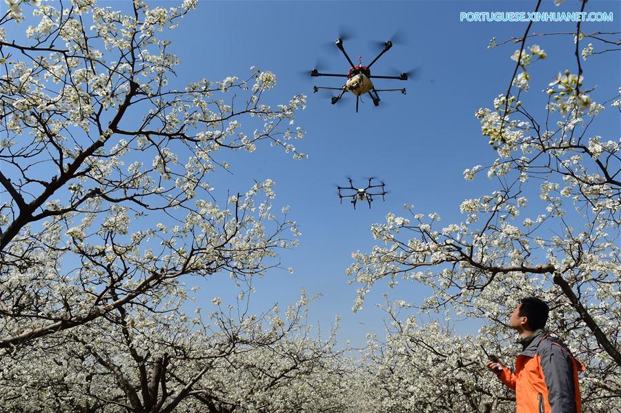 #CHINA-HEBEI-DRONE-POLLINATION (CN)