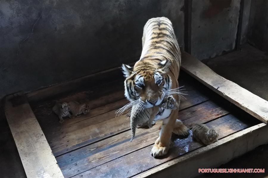 #CHINA-HEILONGJIANG-SIBERIAN TIGER-QUINTUPLETS (CN)