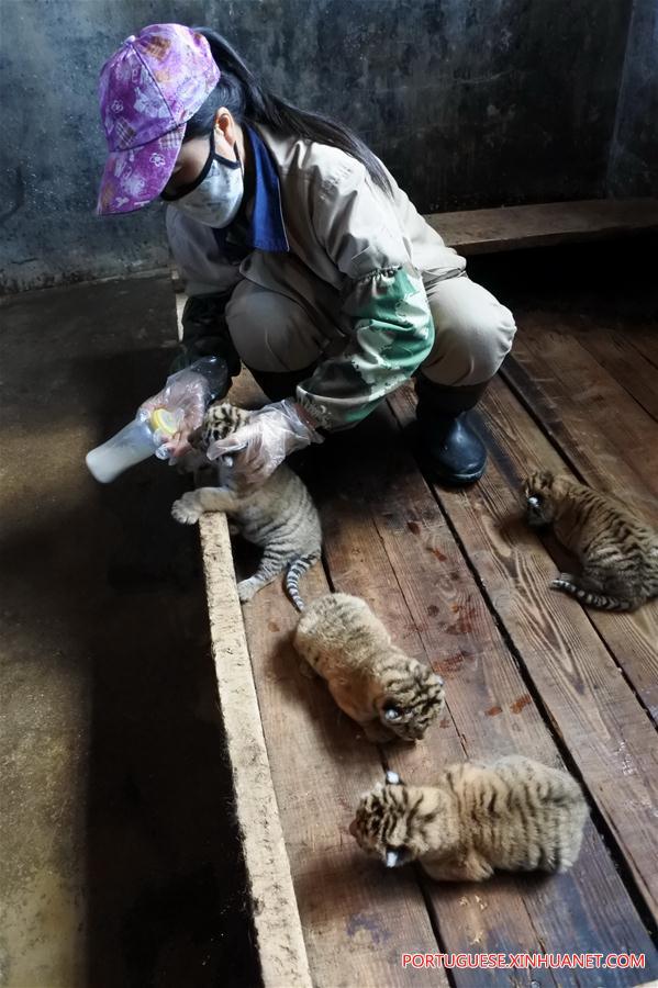 #CHINA-HEILONGJIANG-SIBERIAN TIGER-QUINTUPLETS (CN)