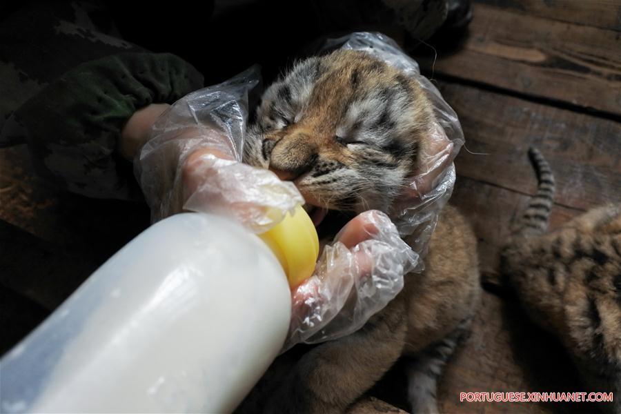 #CHINA-HEILONGJIANG-SIBERIAN TIGER-QUINTUPLETS (CN)