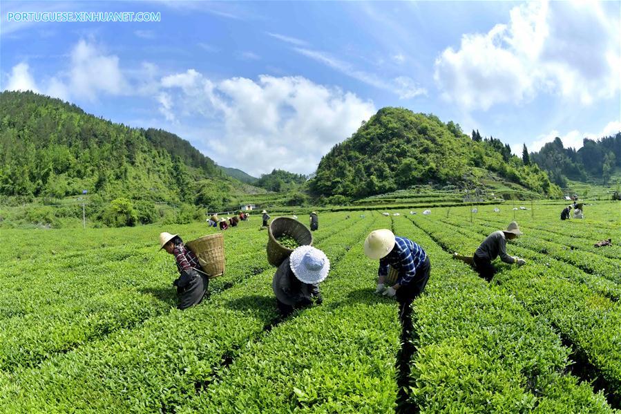 #CHINA-HUBEI-XUANEN-TEA PICKING (CN)