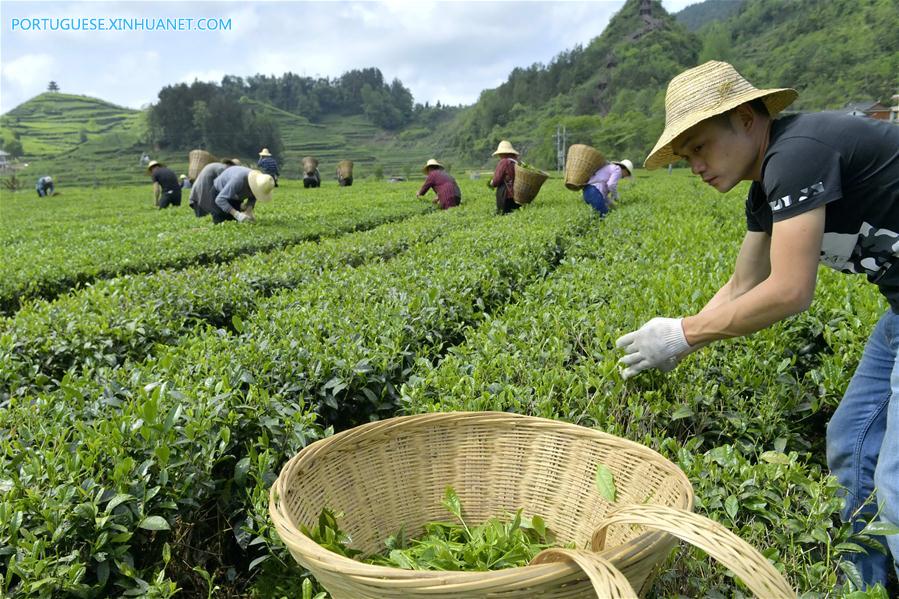 #CHINA-HUBEI-XUANEN-TEA PICKING (CN)