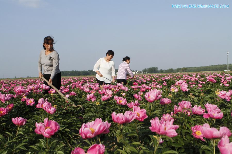 #CHINA-AGRICULTURE-FARM WORK (CN)