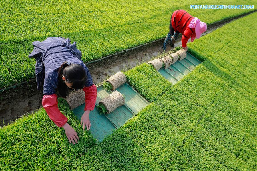 #CHINA-EARLY SUMMER-FARM WORK(CN)