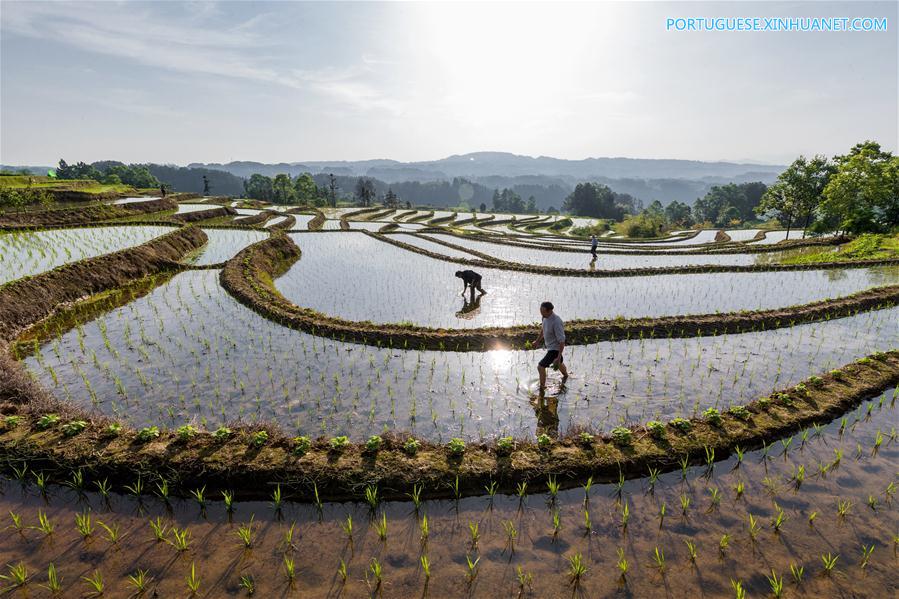 #CHINA-EARLY SUMMER-FARM WORK(CN)