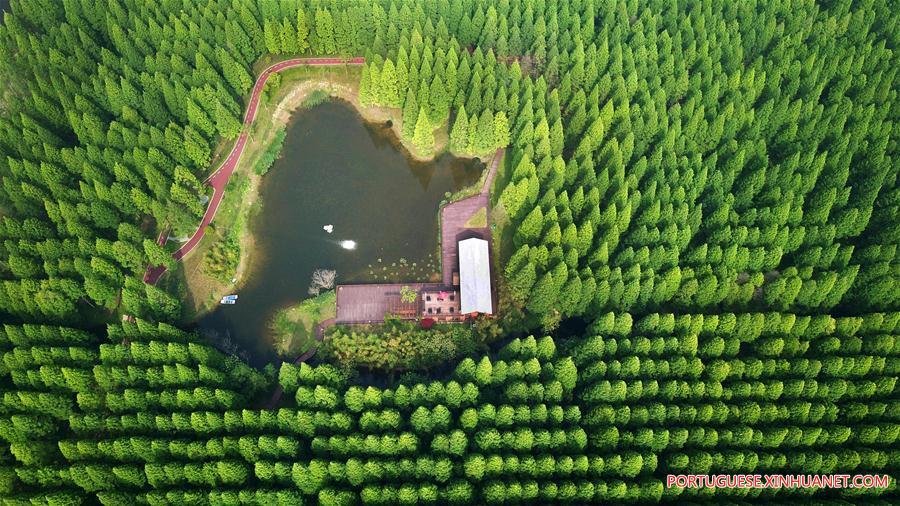 #CHINA-JIANGSU-FOREST-PARK-SCENERY (CN)