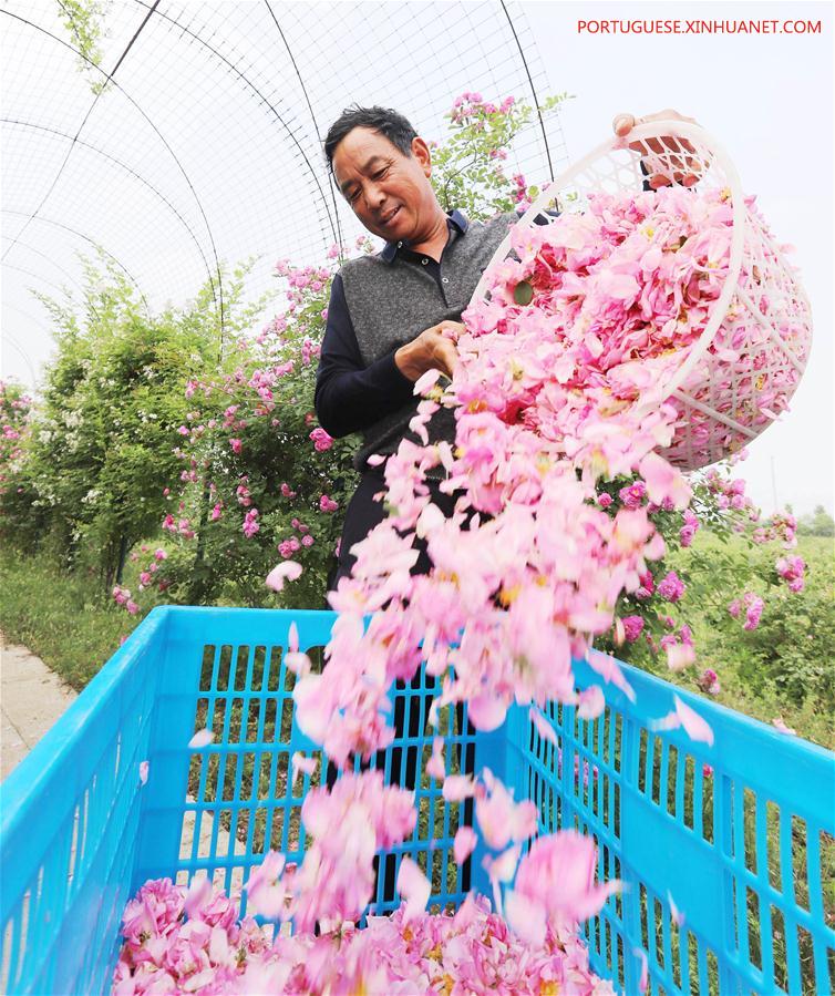 #CHINA-JIANGSU-ROSE PLANTING (CN)
