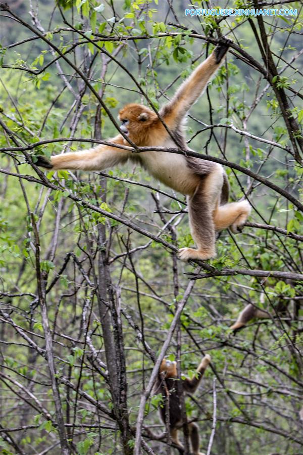 CHINA-HUBEI-SHENNONGJIA-GOLDEN MONKEY (CN)