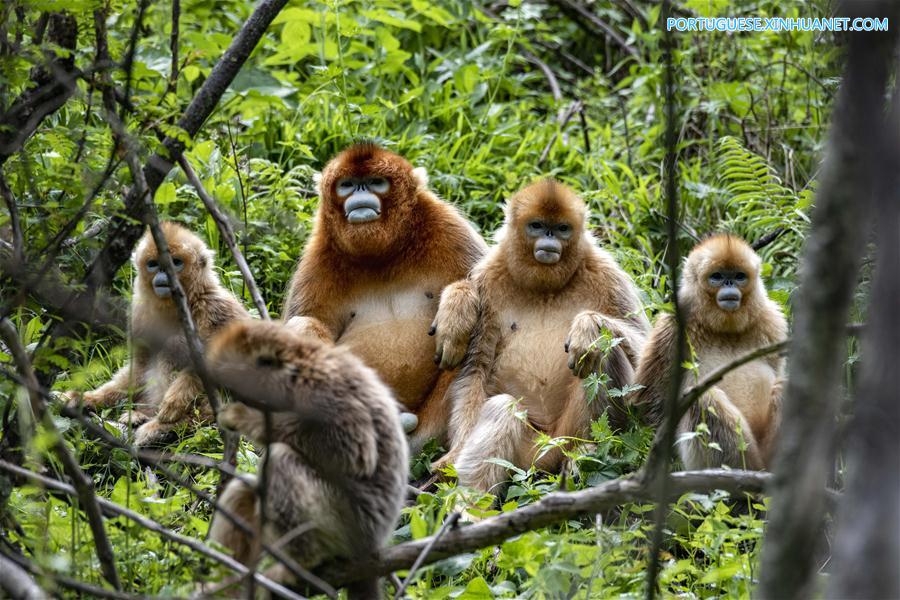 CHINA-HUBEI-SHENNONGJIA-GOLDEN MONKEY (CN)