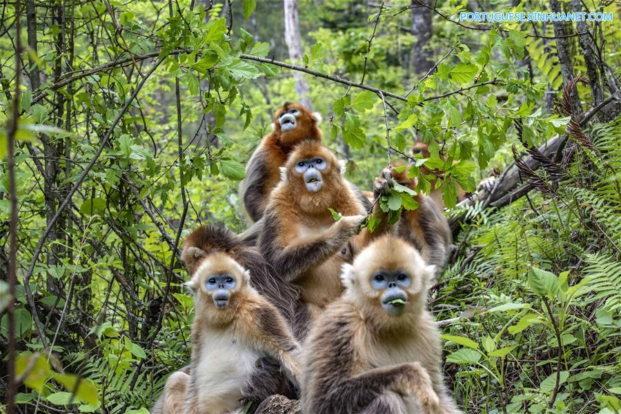 CHINA-HUBEI-SHENNONGJIA-GOLDEN MONKEY (CN)