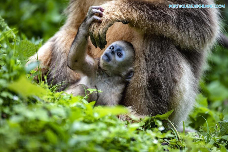 CHINA-HUBEI-SHENNONGJIA-GOLDEN MONKEY (CN)