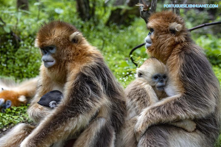CHINA-HUBEI-SHENNONGJIA-GOLDEN MONKEY (CN)