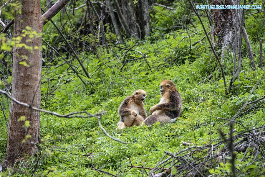 CHINA-HUBEI-SHENNONGJIA-GOLDEN MONKEY (CN)