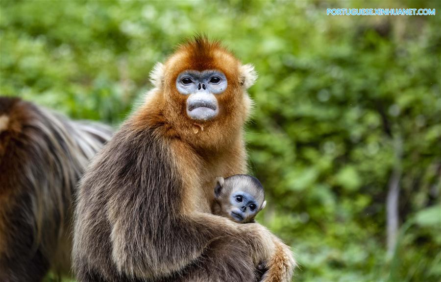CHINA-HUBEI-SHENNONGJIA-GOLDEN MONKEY (CN)