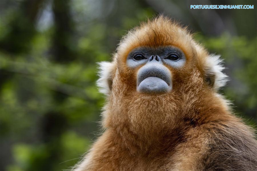 CHINA-HUBEI-SHENNONGJIA-GOLDEN MONKEY (CN)