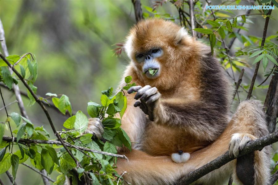 CHINA-HUBEI-SHENNONGJIA-GOLDEN MONKEY (CN)