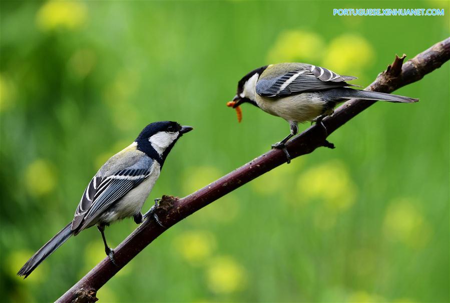 CHINA-EARLY SUMMER-BIRDS(CN)