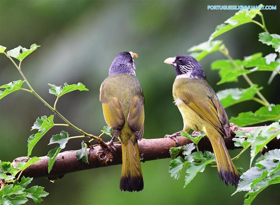 CHINA-EARLY SUMMER-BIRDS(CN)