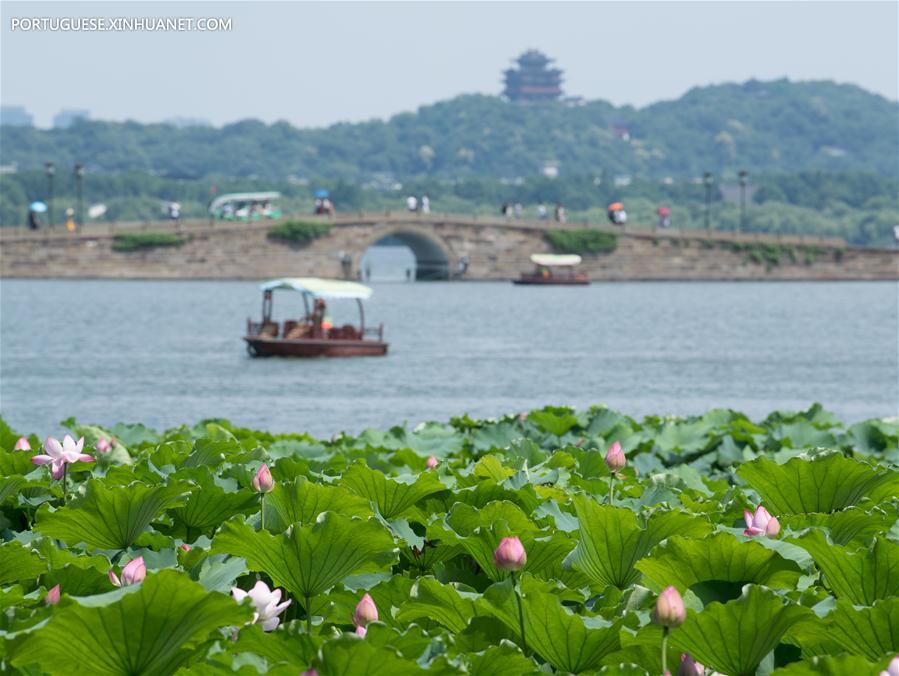 CHINA-ZHEJIANG-WEST LAKE-LOTUS FLOWERS (CN)