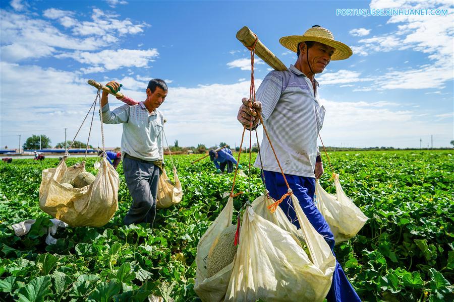 #CHINA-XINJIANG-AGRICULTURE-HAMI MELON-MARKET (CN)