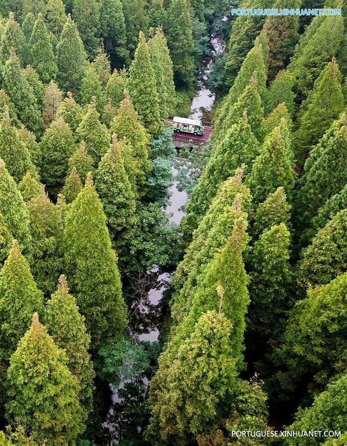CHINA-JIANGSU-FOREST PARK-SCENERY (CN)