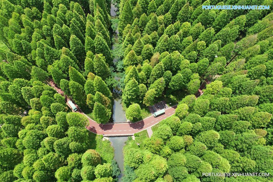 #CHINA-JIANGSU-FOREST PARK-SCENERY (CN)