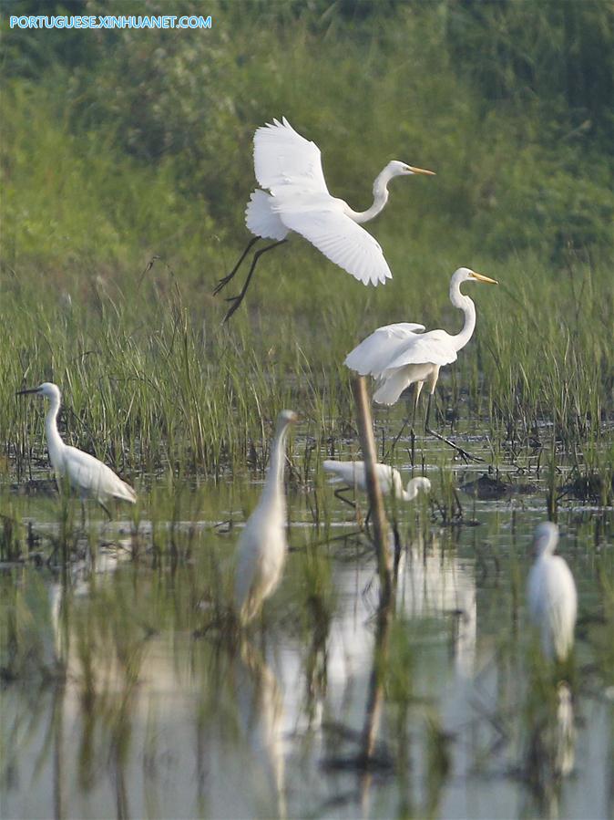 #CHINA-JIANGSU-EGRETS(CN)