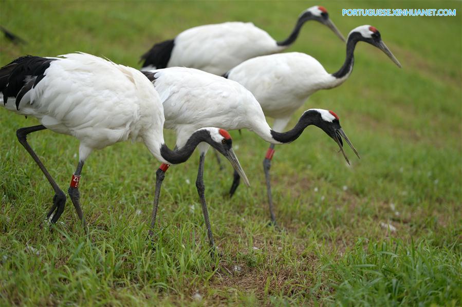 CHINA-HEILONGJIANG-QIQIHAR-NATURE RESERVE (CN)