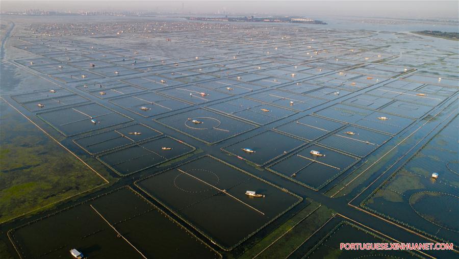 CHINA-JIANGSU-KUNSHAN-HAIRY CRAB CULTIVATOR (CN)