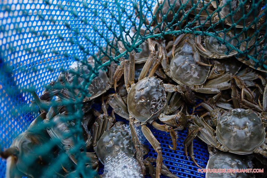 CHINA-JIANGSU-KUNSHAN-HAIRY CRAB CULTIVATOR (CN)