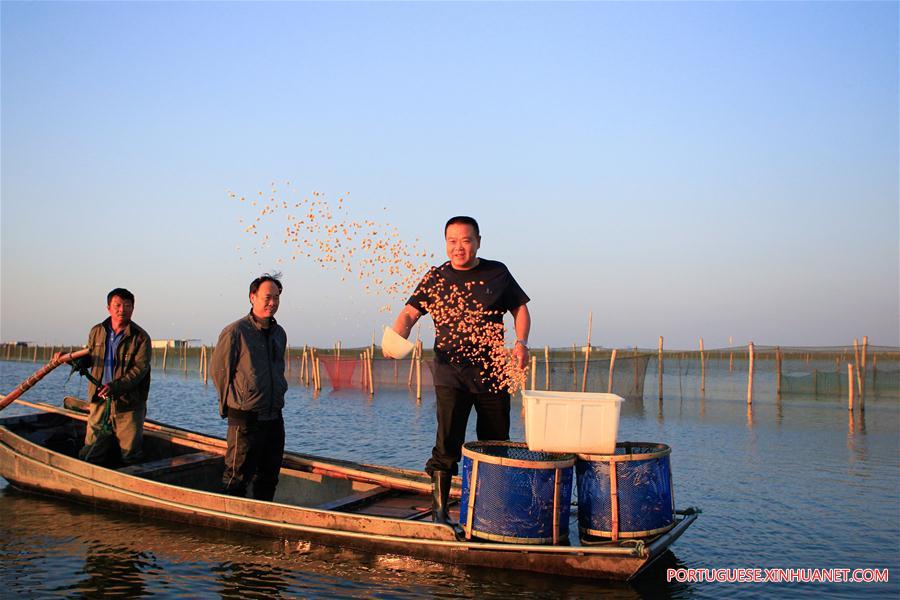 CHINA-JIANGSU-KUNSHAN-HAIRY CRAB CULTIVATOR (CN)