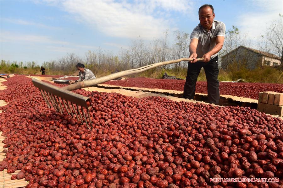 #CHINA-HEBEI-DATE-HARVEST (CN)