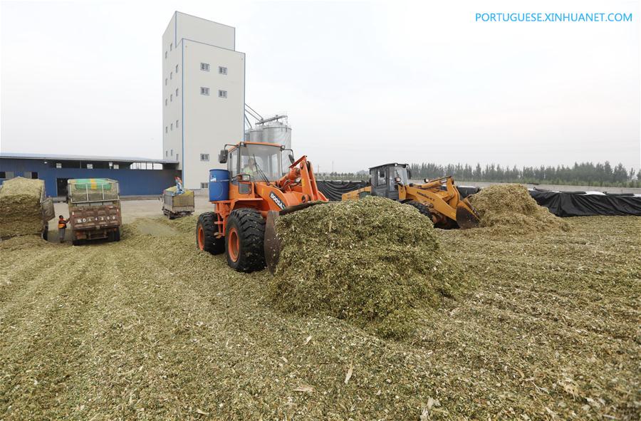 CHINA-HEBEI-AGRICULTURE-FODDER-SILAGE (CN)