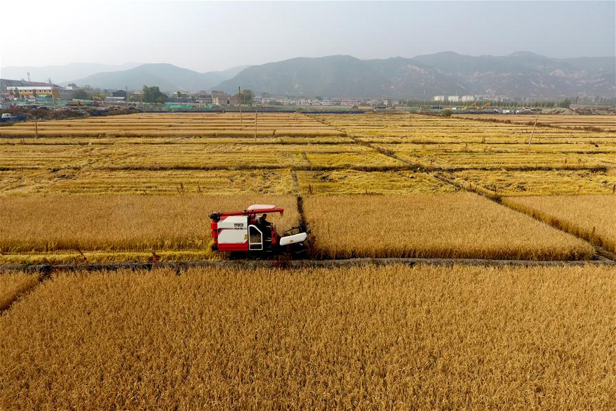 CHINA-AUTUMN-HARVEST (CN)