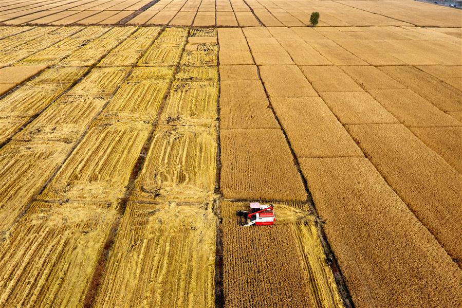 CHINA-AUTUMN-HARVEST (CN)