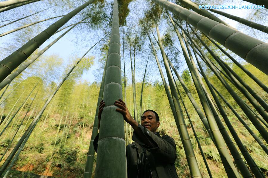 #CHINA-GUIZHOU-CHISHUI-BAMBOO (CN)