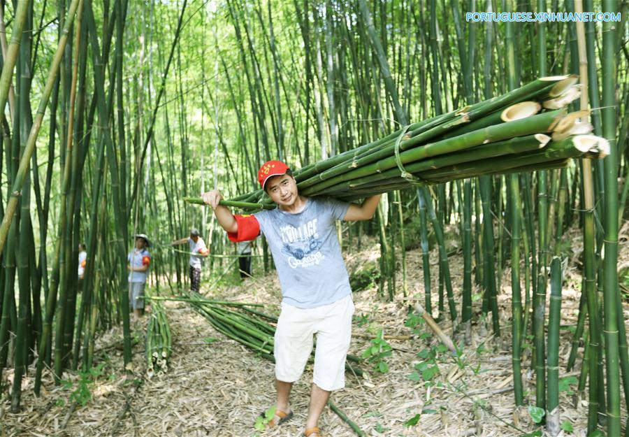 #CHINA-GUIZHOU-CHISHUI-BAMBOO (CN)