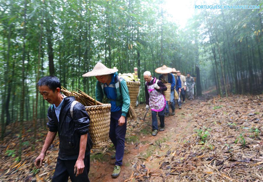#CHINA-GUIZHOU-CHISHUI-BAMBOO (CN)