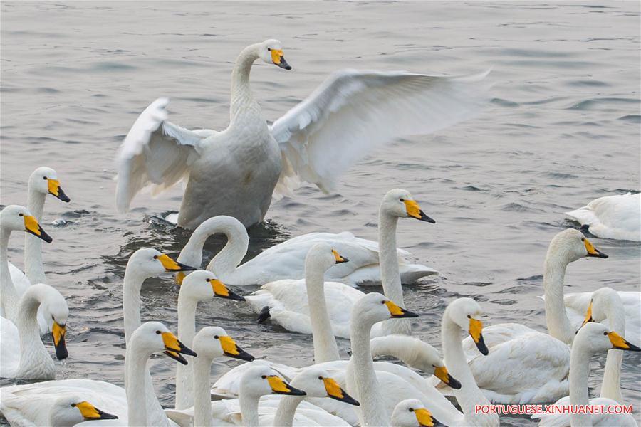 #CHINA-JIANGSU-XUYI-MIGRATORY BIRDS (CN)