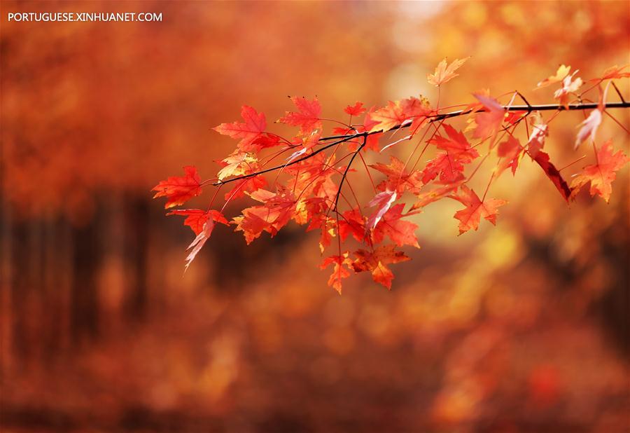 #CHINA-SHANDONG-AUTUMN-MAPLE LEAVES-SCENERY (CN)