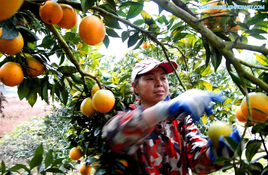 #CHINA-JIANGXI-NAVEL ORANGE-HARVEST (CN)