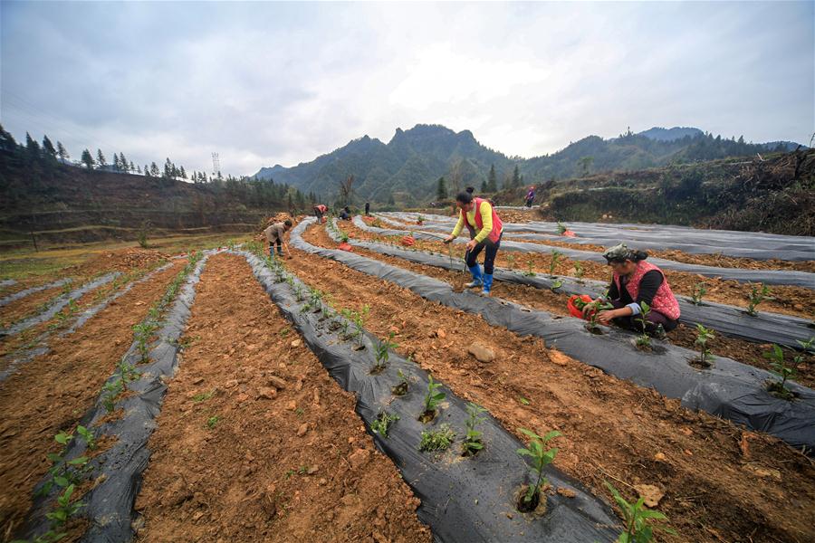 CHINA-HUNAN-TEA PLANTATION (CN)