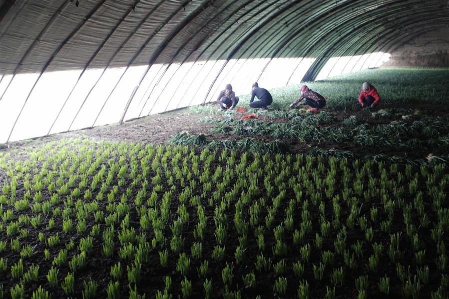 #CHINA-WINTER-ARGRICULTURE-GREENHOUSE (CN)
