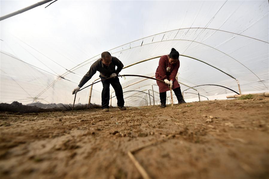 #CHINA-WINTER-ARGRICULTURE-GREENHOUSE (CN)