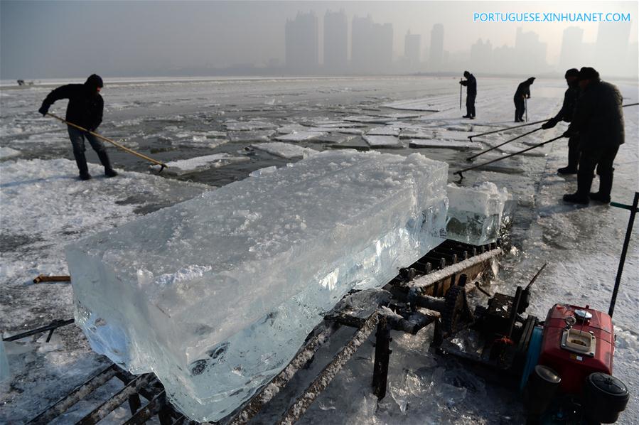 CHINA-HEILONGJIANG-HARBIN-ICE COLLECTING (CN)