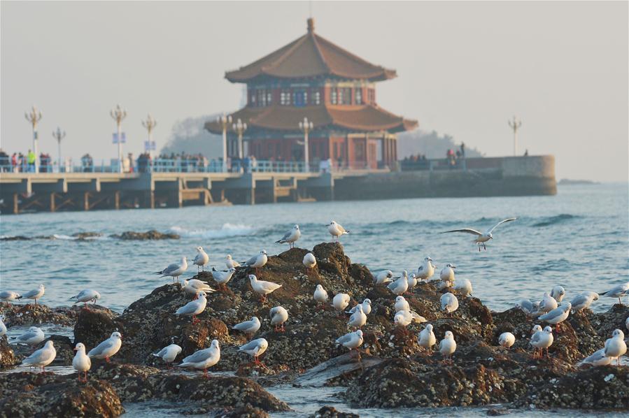 #CHINA-SHANDONG-QINGDAO-SEAGULLS (CN)